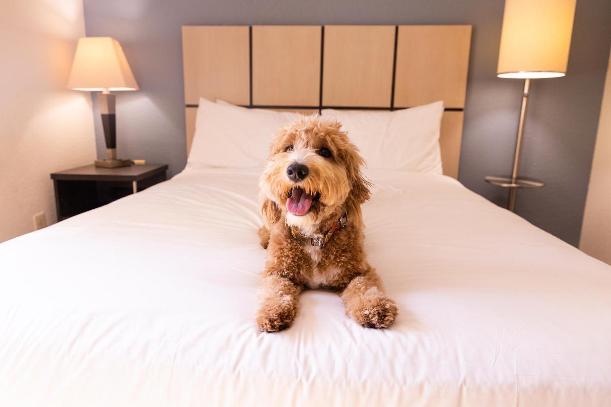 Sonesta ES Suites Memphis Extérieur photo